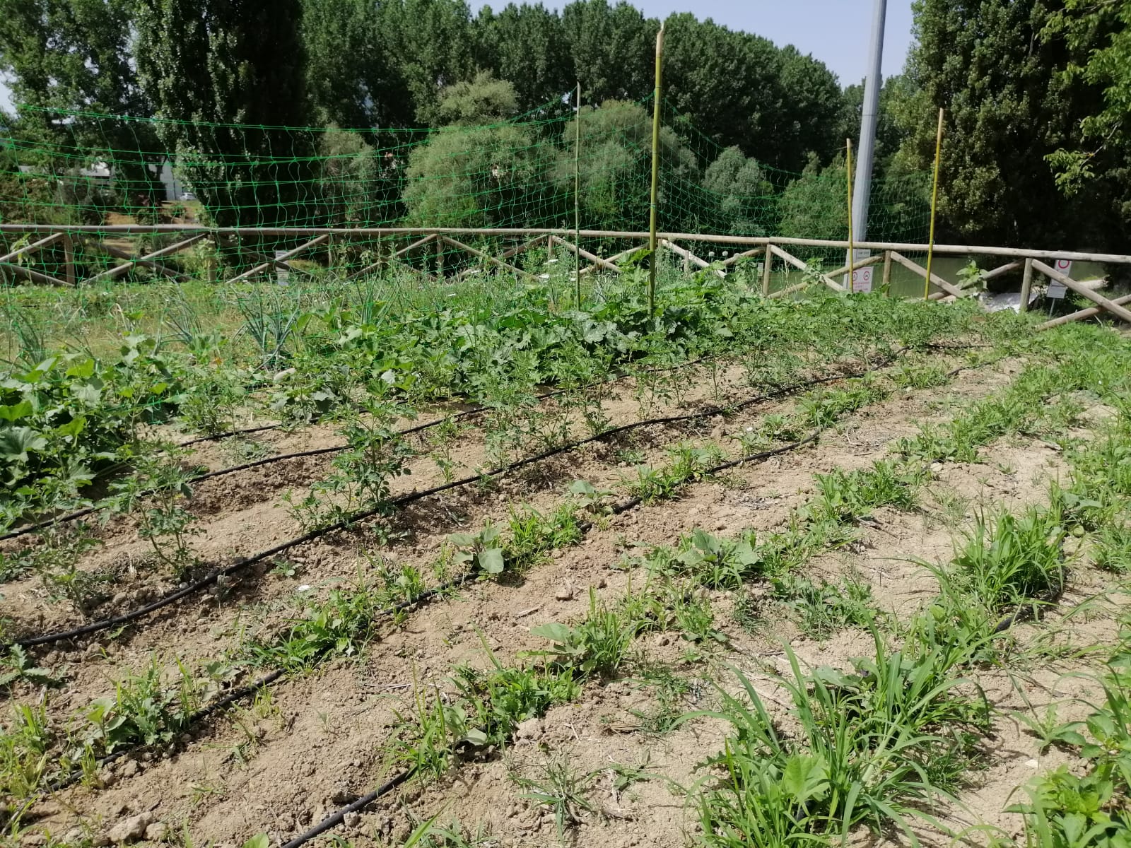 Anniversario Serra 4