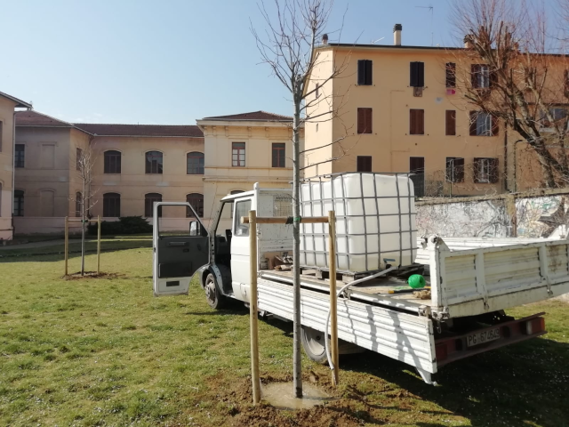 Cittadini a tutela del verde, due umbertidesi regalano nuovi tigli per il parco della scuola “Garibaldi”
