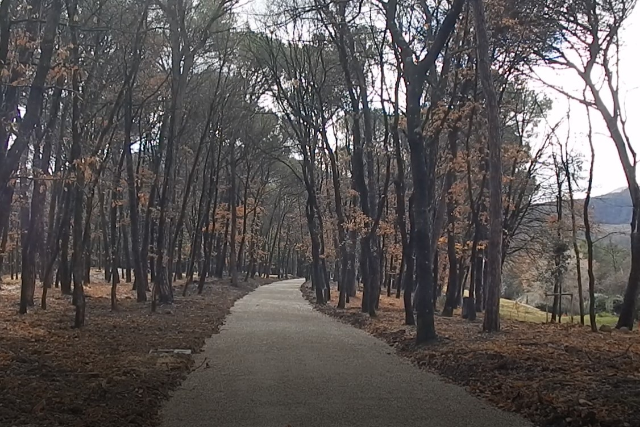 Pineta Ranieri e Bosco del Macchione, procedono i lavori