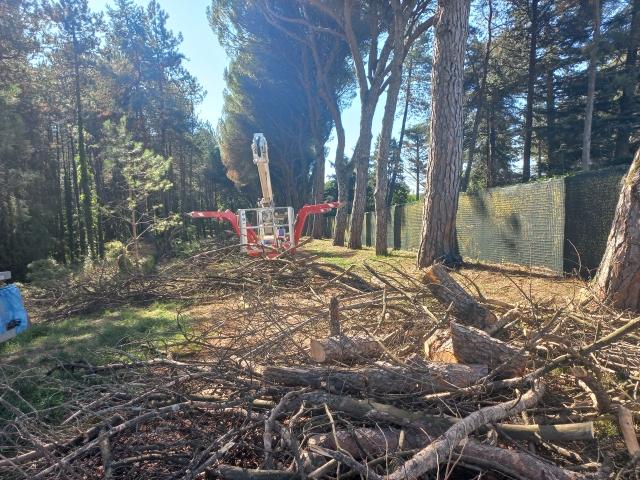 Iniziati gli interventi di messa in sicurezza e riqualificazione della Pineta Ranieri e del Bosco del Macchione