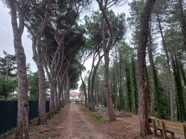 Pineta Ranieri, proseguono gli interventi di riqualificazione e messa in sicurezza