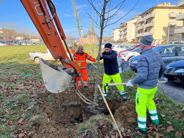PIÙ DI VENTI NUOVI PLATANI IN VIA MARTIN LUTHER KING PER UNA CITTÀ PIÙ VERDE