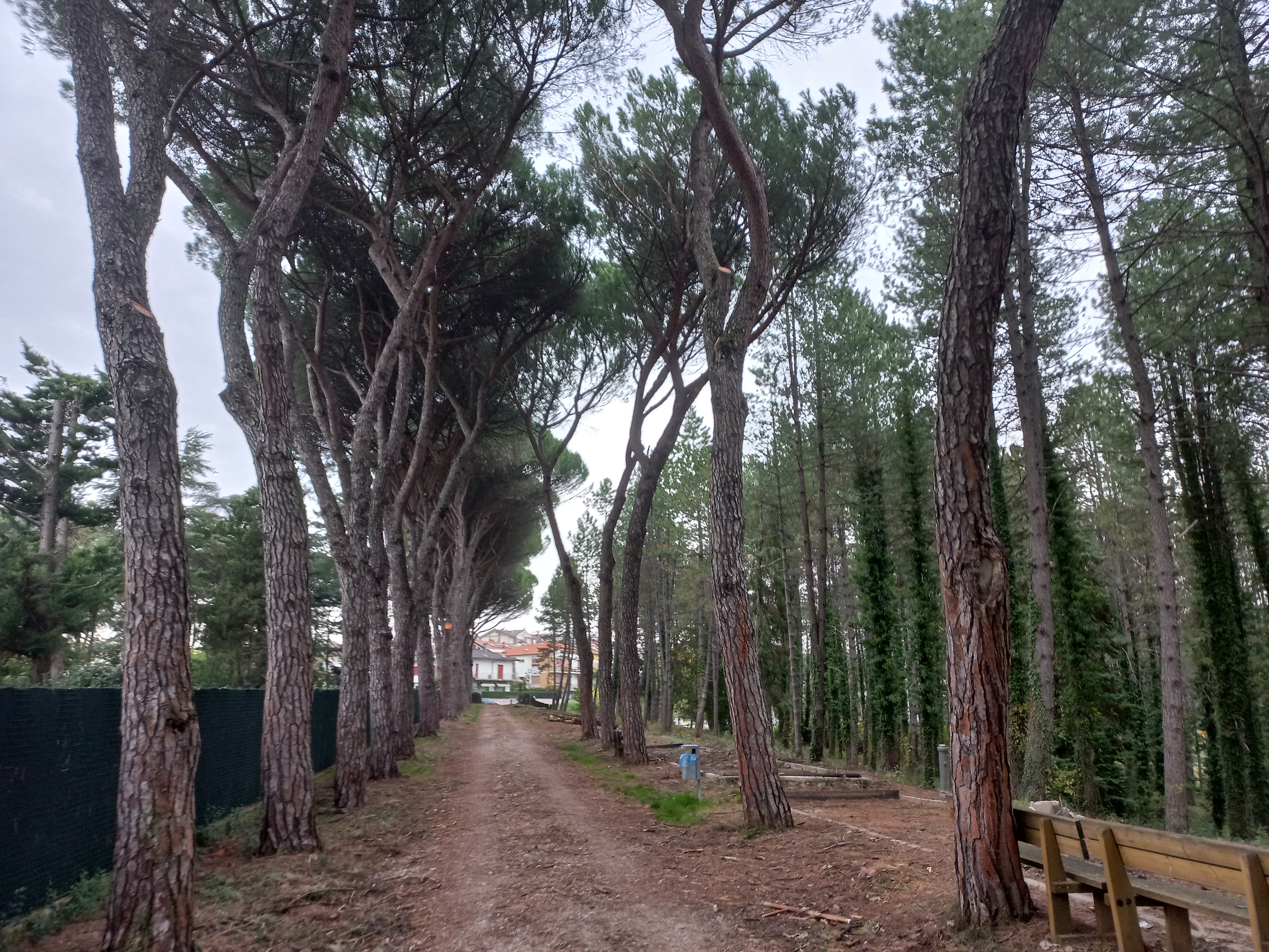 Iniziati gli interventi di messa in sicurezza e riqualificazione della Pineta Ranieri e del Bosco del Macchione