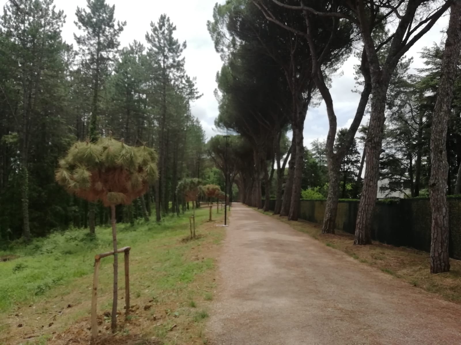 Pineta Ranieri e Bosco del Macchione, sabato 18 giugno l'inaugurazione