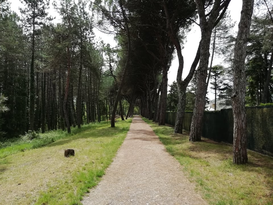 Pineta Ranieri e bosco del Macchione, partono gli interventi di messa in sicurezza e riqualificazione
