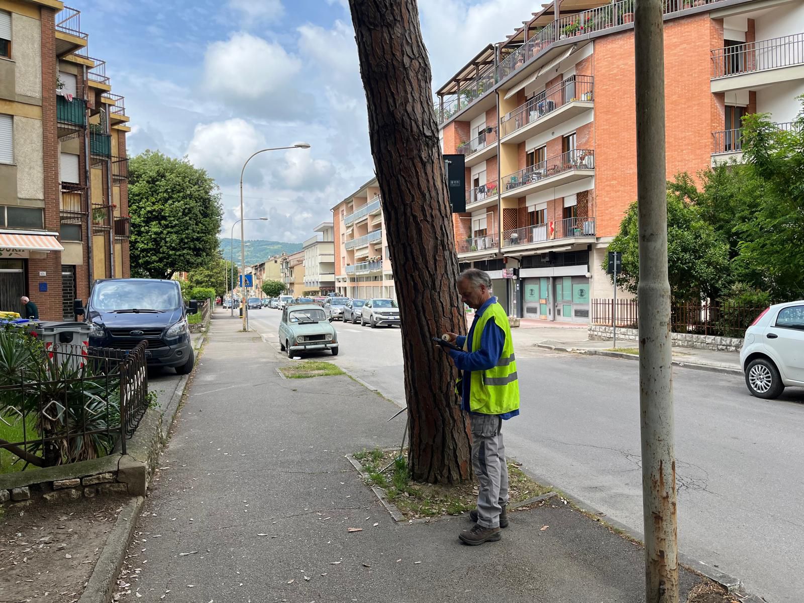 In atto le verifiche relative ai pini di via Roma