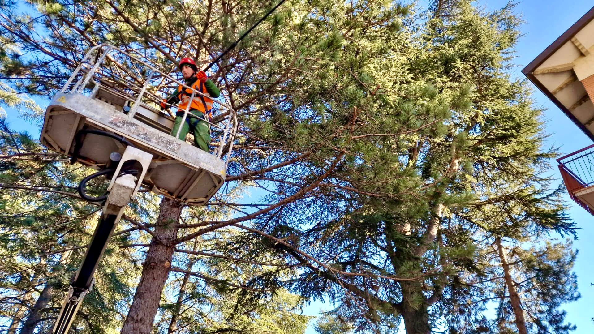 AL VIA LA POTATURA DEGLI ALBERI IN PIAZZA CARLO MARX E VIA MORANDI