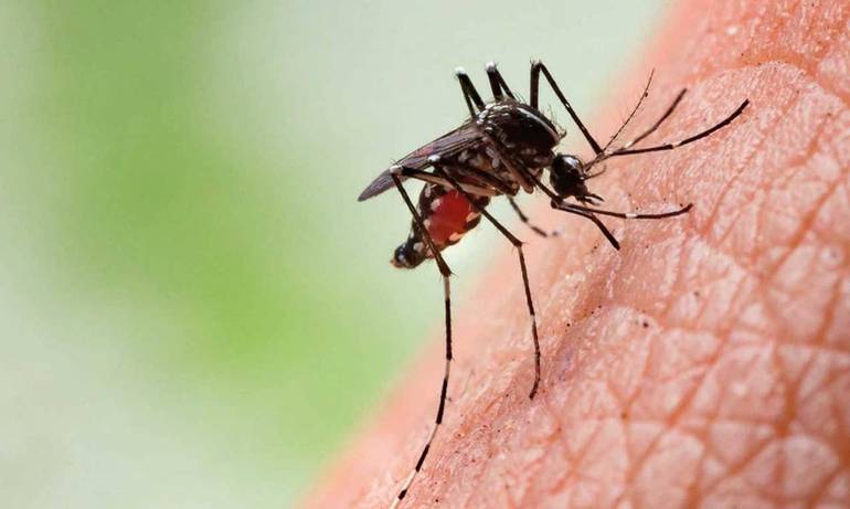 Martedì 1° settembre sarà eseguito il servizio di disinfestazione